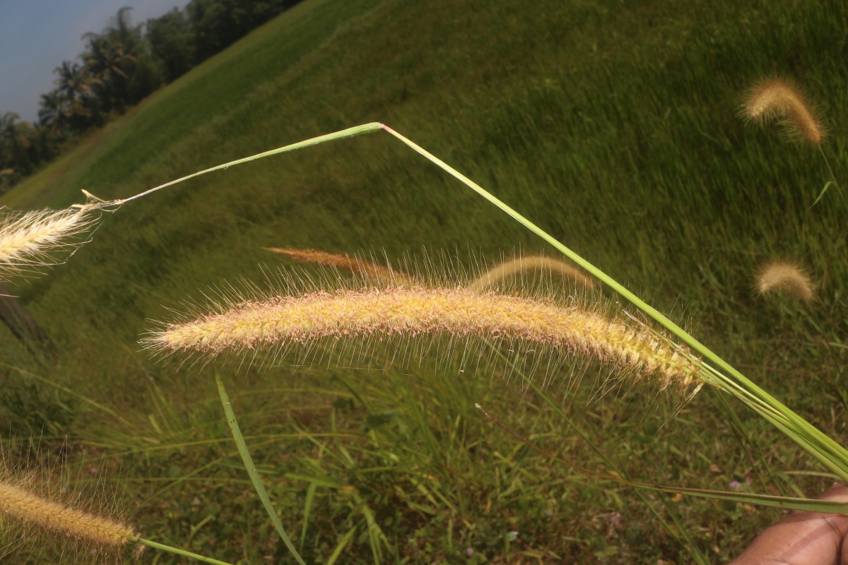 Cenchrus setosus Sw.